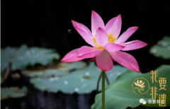 二十四节气之夏至
